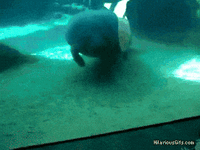 200.gif
